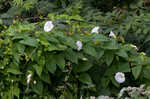 Hedge false bindweed